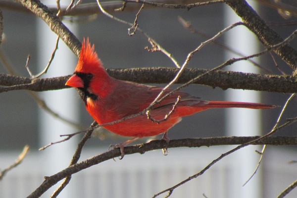 male cardinal in a tree
